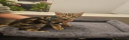 American Shorthair cats for sale: Kittens for sale  - Advert 5