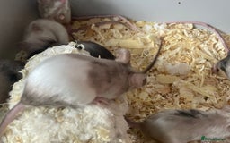 Mouse rodents for sale: Beautiful fancy mice ready now - Image 12