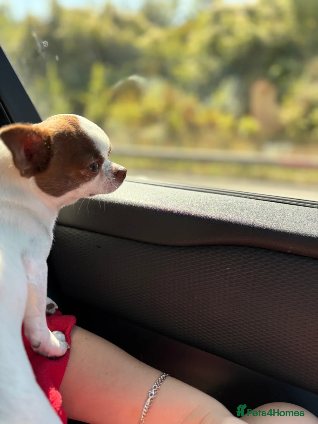 Chihuahua dogs for stud: Purebred Chihuahua Male for Stud - Advert 11