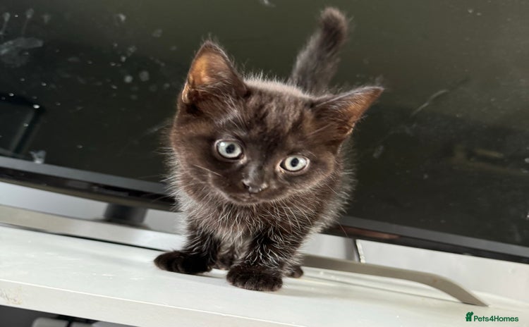British Shorthair cats in Sheffield - Advert 11
