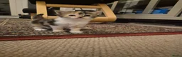British Shorthair cats for sale: Beautiful kittens - Advert 4
