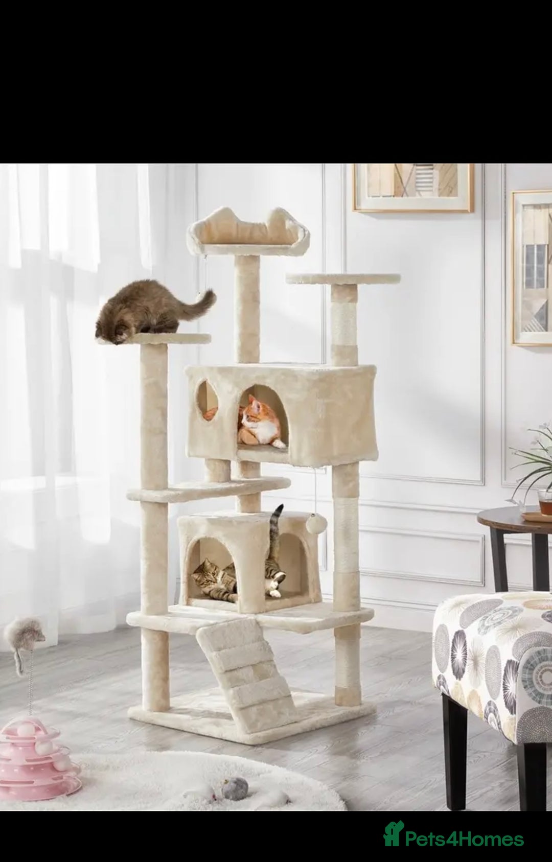 British Shorthair cats for sale: Kitten bundle - sale  - Image 5