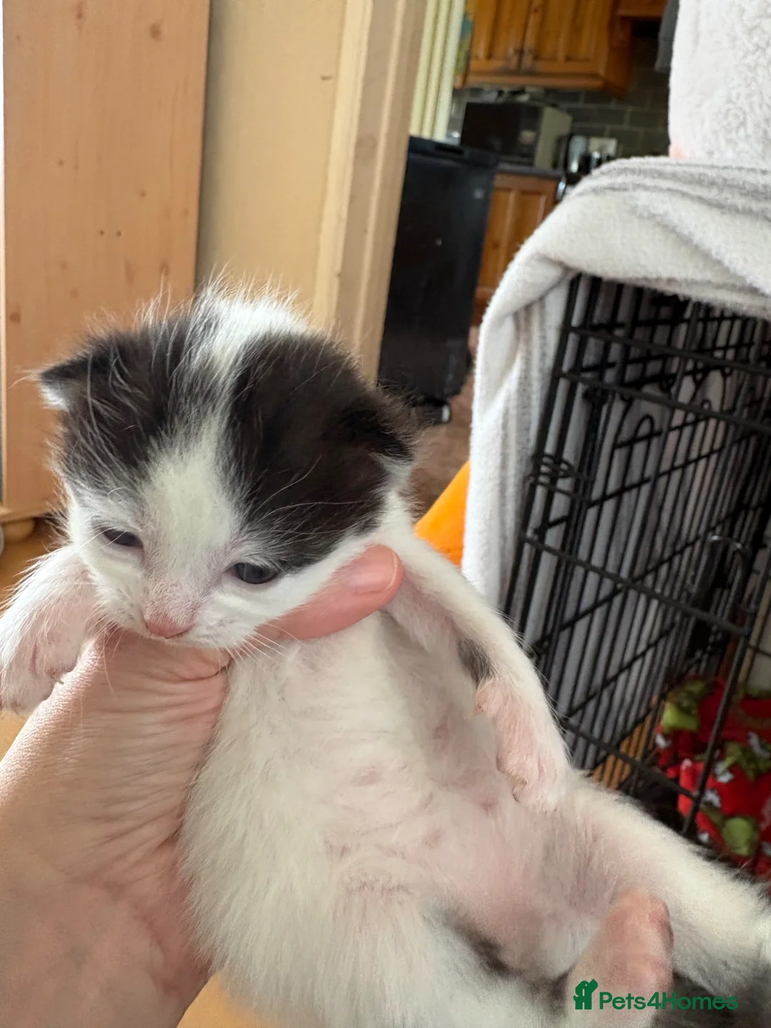 Mixed Breed cats for sale: Kitten for sale  - Advert 2