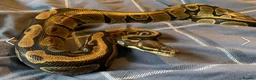 Python Snake reptiles for sale: 5 for £50 -adult docile Corn Snake & Ball Pythons - Advert 15