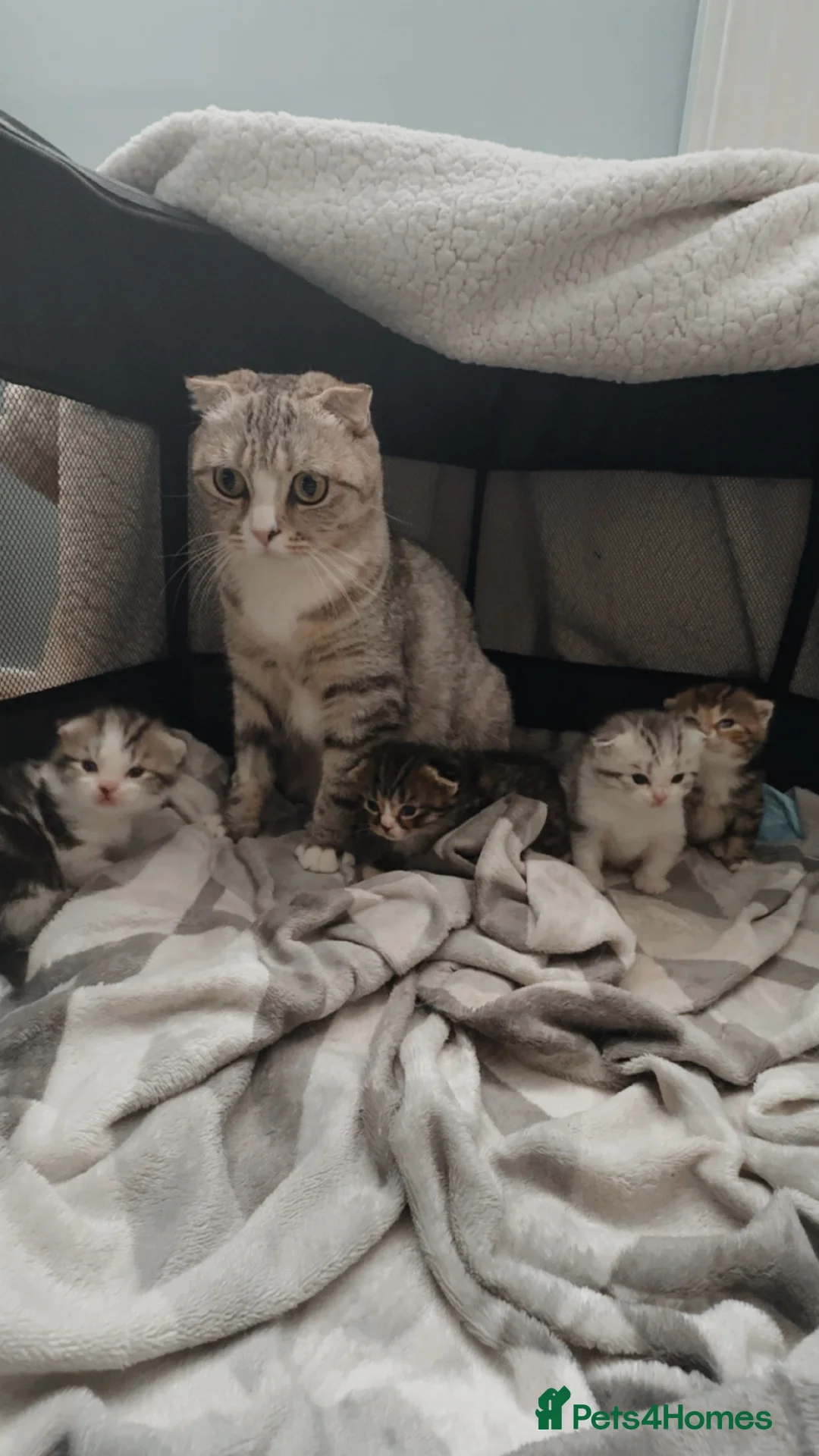 Scottish Fold cats for sale: 4 beautiful Scottish fold kittens 🤍 - Advert 5