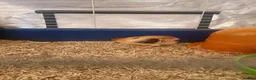Chickens poultry for sale: Unsexed speckled Sussex chickens   - Advert 4