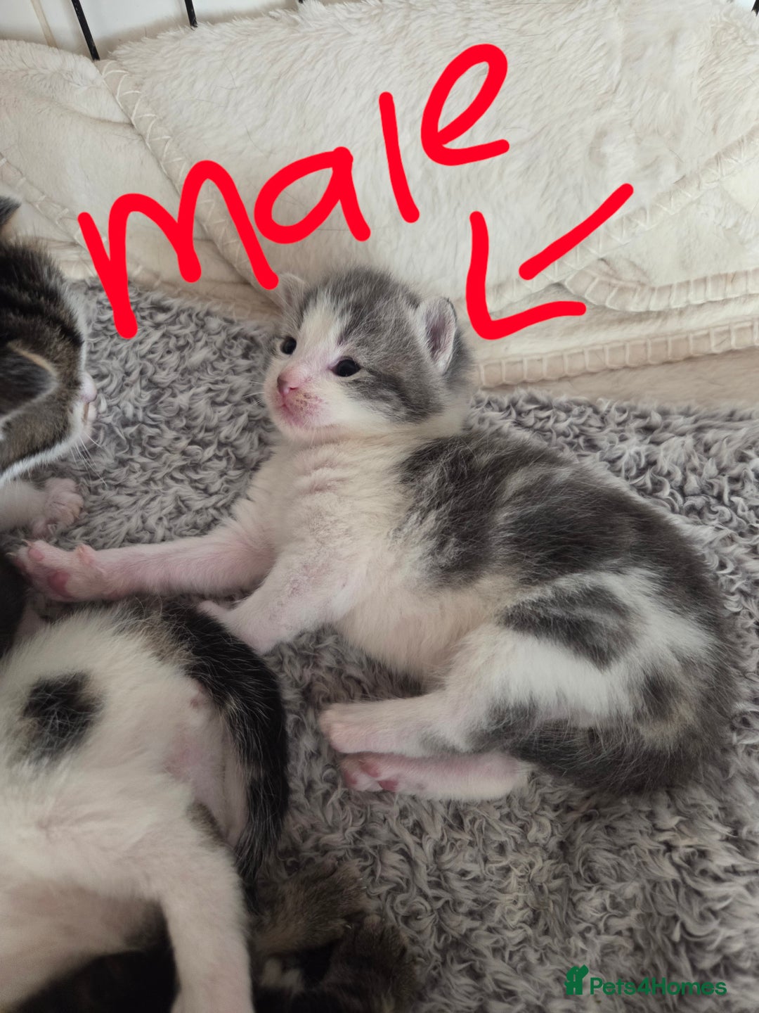 Mixed Breed cats for sale: 4 beautiful mixed breed kittens  - Advert 6