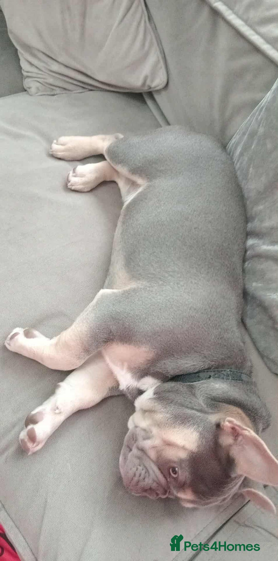 French Bulldog dogs for sale: Lilac tan French bulldog  - Image 5