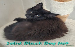 Maine Coon cats for sale: VARIOUS FULL PEDIGREE MAINE COON KITTENS FOR SALE in Rotherham - Image 22