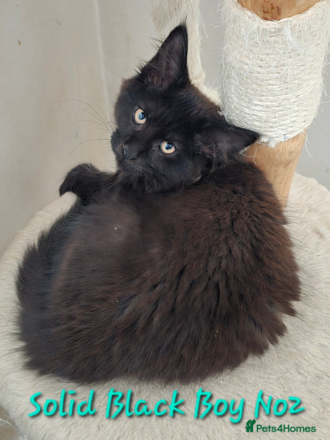 Maine Coon cats for sale: VARIOUS FULL PEDIGREE MAINE COON KITTENS FOR SALE in Rotherham - Image 22