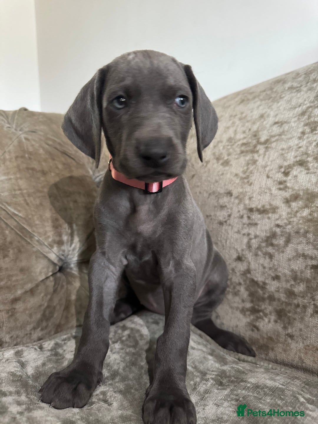 Weimaraner dogs for sale:  Ready next week✨1 Boy & last few Girls Available✨ - Image 28
