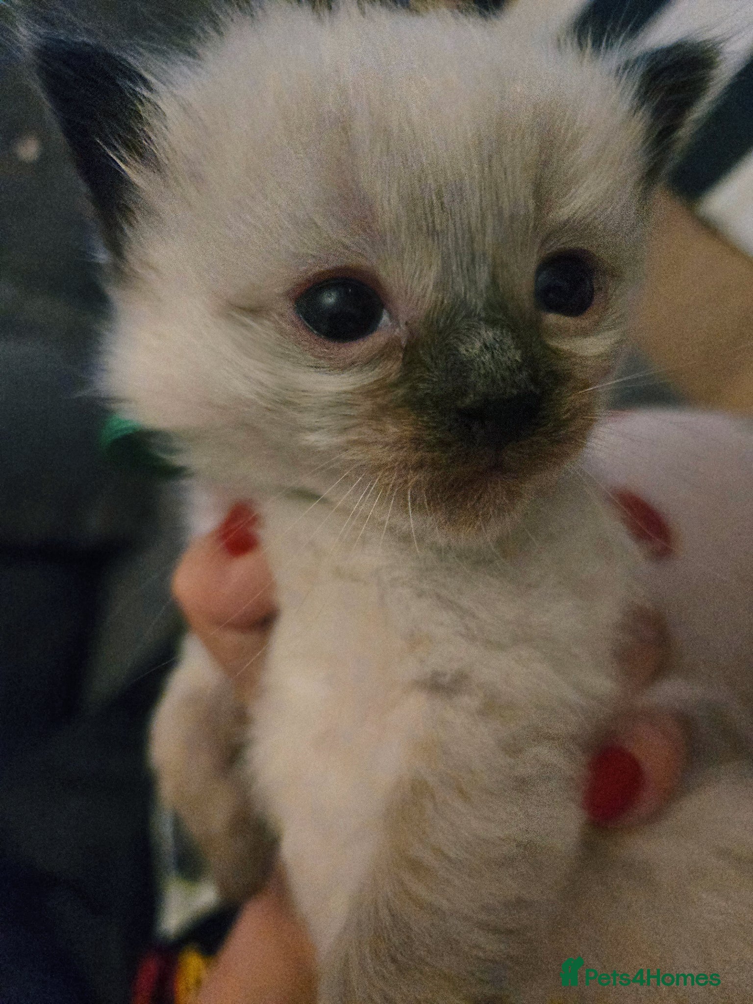 Ragdoll cats for sale: Stunning litter of Purebred Ragdoll kittens - Advert 22