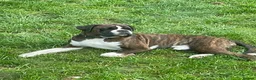 Boxer dogs for stud: Health tested proven boy for stud - Advert 2