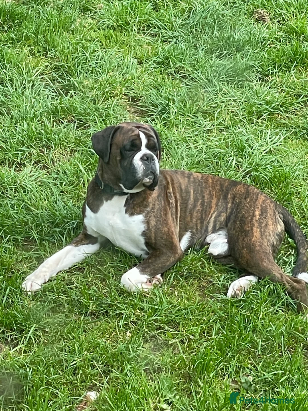 Boxer dogs for stud: Health tested proven boy for stud - Advert 2