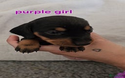 Miniature Dachshund dogs for sale: 4 week old Miniature Dachshunds - Image 24