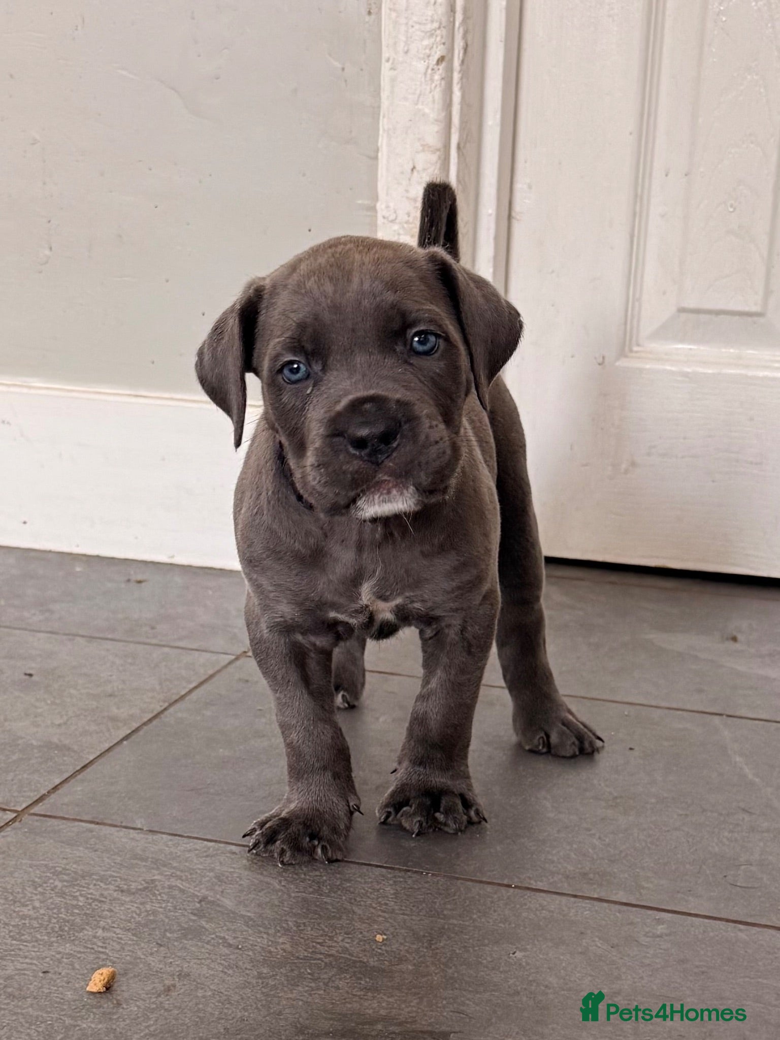 Cane Corso dogs X-Man Bloodline, Pedigree Cane Corso Puppies - Advert 1