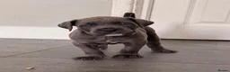 Cane Corso dogs for sale: X-Man Bloodline, Pedigree Cane Corso Puppies - Advert 11
