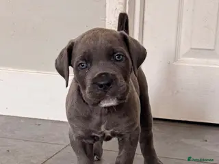 Cane Corso dogs X-Man Bloodline, Pedigree Cane Corso Puppies - Advert 1