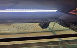 Axolotl reptiles for sale: Axolotl x2 - Image 12