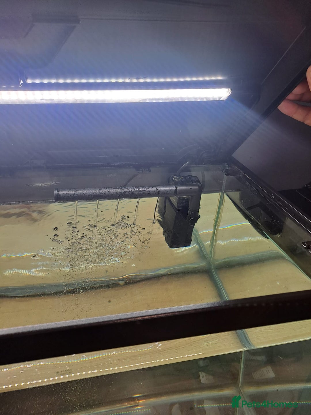Axolotl reptiles for sale: Axolotl x2 - Image 12