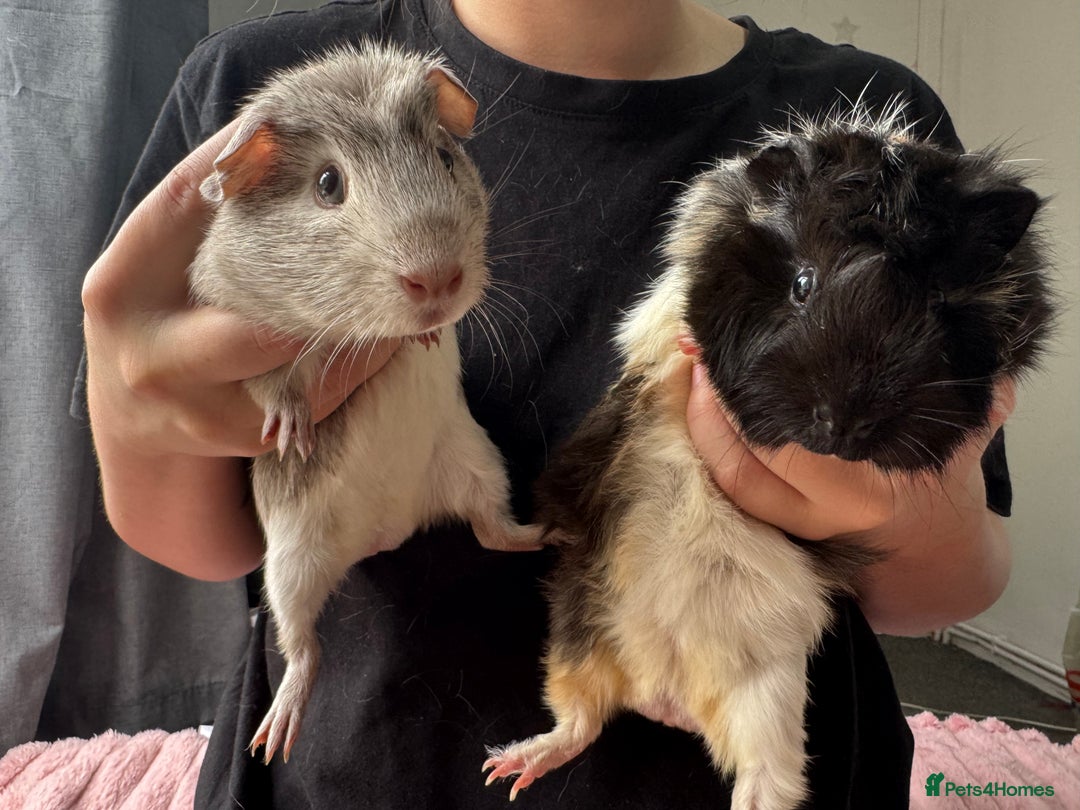 Guinea Pig rodents for sale: 2 male piggy’s in need of a loving home.  - Image 2
