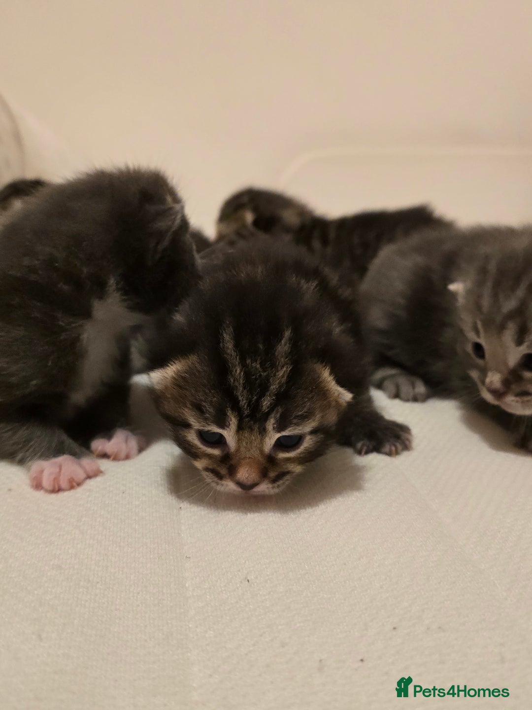 Mixed Breed cats for sale: Small mixed breed fluffy kittens - Advert 14