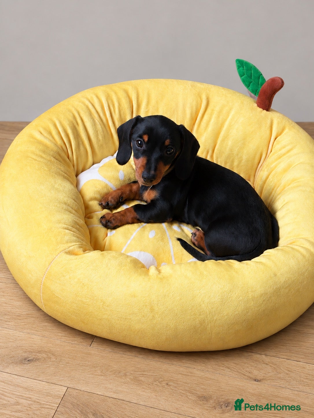 Miniature Dachshund dogs Miniature Smooth Dachshund's  - Advert 1