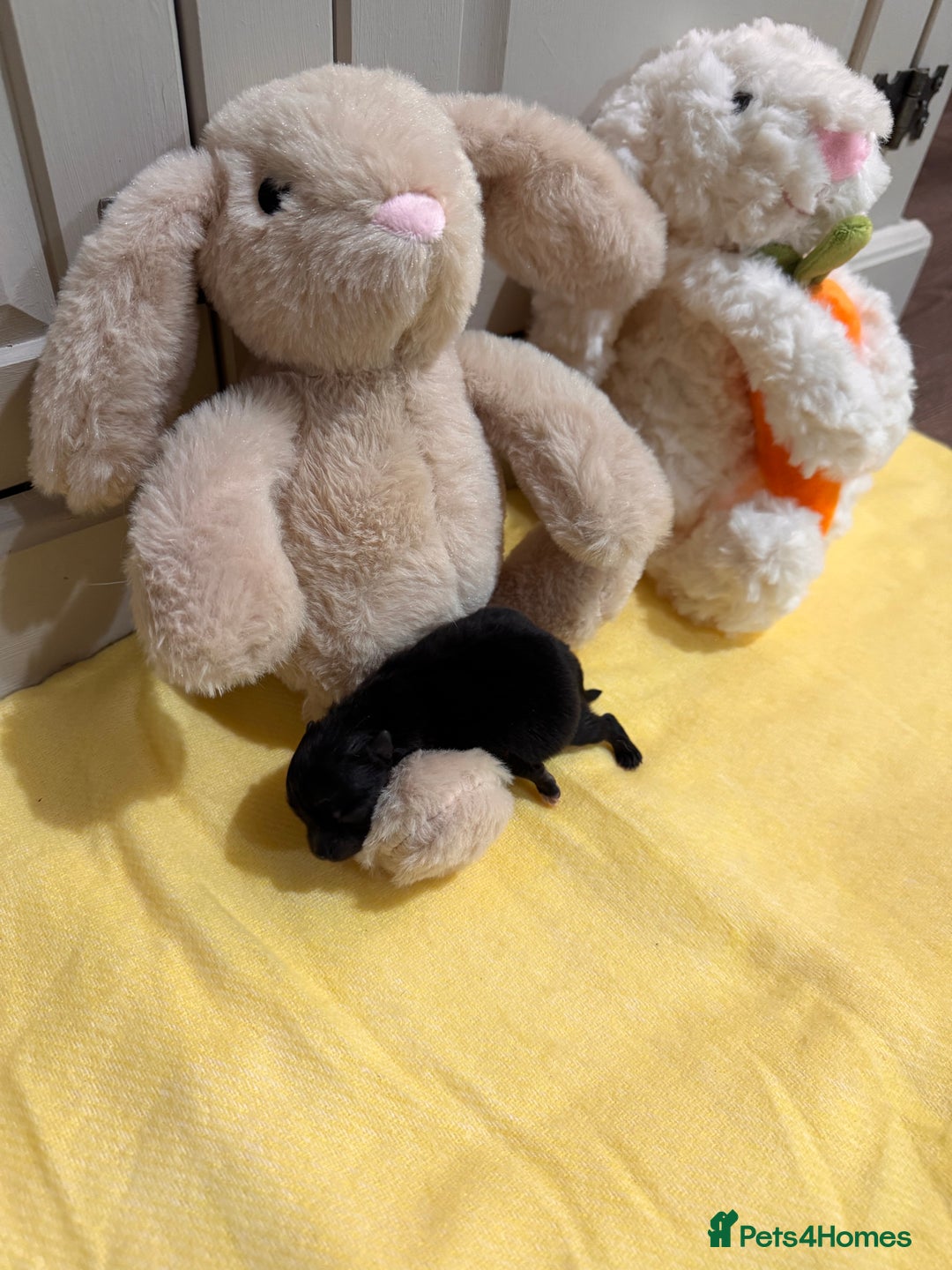 Pomeranian dogs for sale: Black and Tan females 🩷🎀 - Advert 4