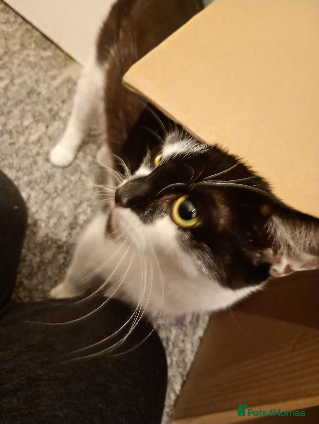 Mixed Breed cats for sale: Gorgeous black/brown kitten for rehoming  - Advert 1
