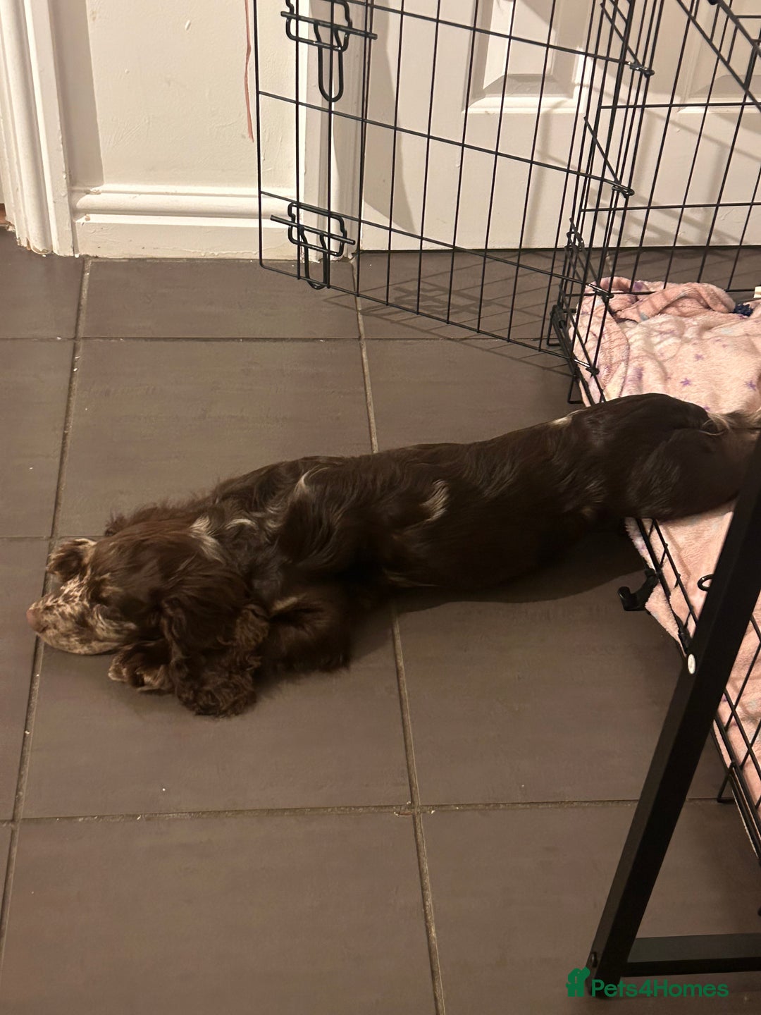 Cocker Spaniel dogs for sale: Cocker spaniel  - Image 2