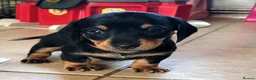 Miniature Dachshund dogs for sale: 4 stunning miniature dachshund pups - Advert 7