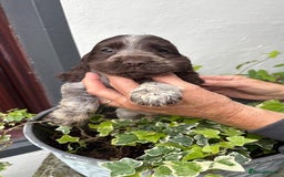 Cocker Spaniel dogs for sale: Show cocker spaniels  - Image 23