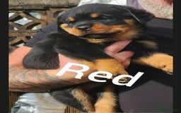 Rottweiler dogs for sale: Top quality European bloodlines rottweiler Puppies - Image 12