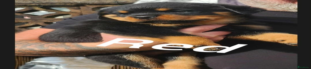 Rottweiler Puppy 2