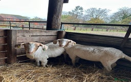 Goats livestock for sale: Saanen Nannie’s  - Advert 2