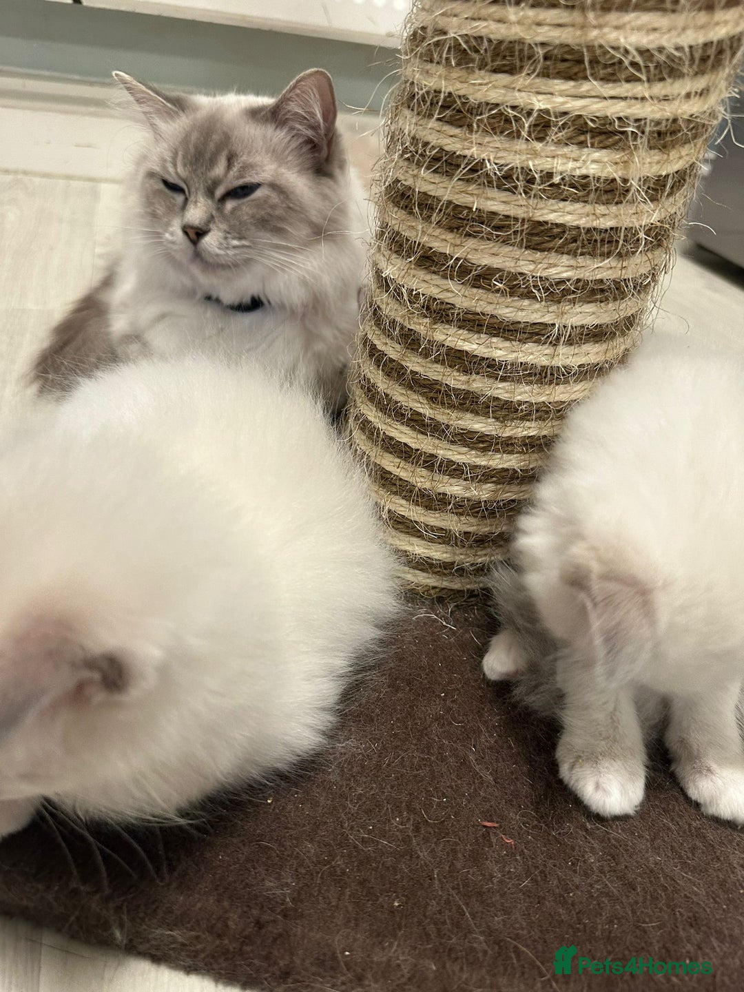 Ragdoll cats for sale: READY NOW! Adorable pure breed Ragdoll girl. - Advert 4