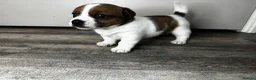 Jack Russell dogs for sale: ✨ Gorgeous Jack Russell pup female ✨ - Advert 4