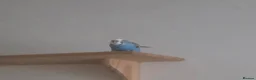 Budgerigars birds for sale: pair of budgerigars with a cage in Luton - Advert 5