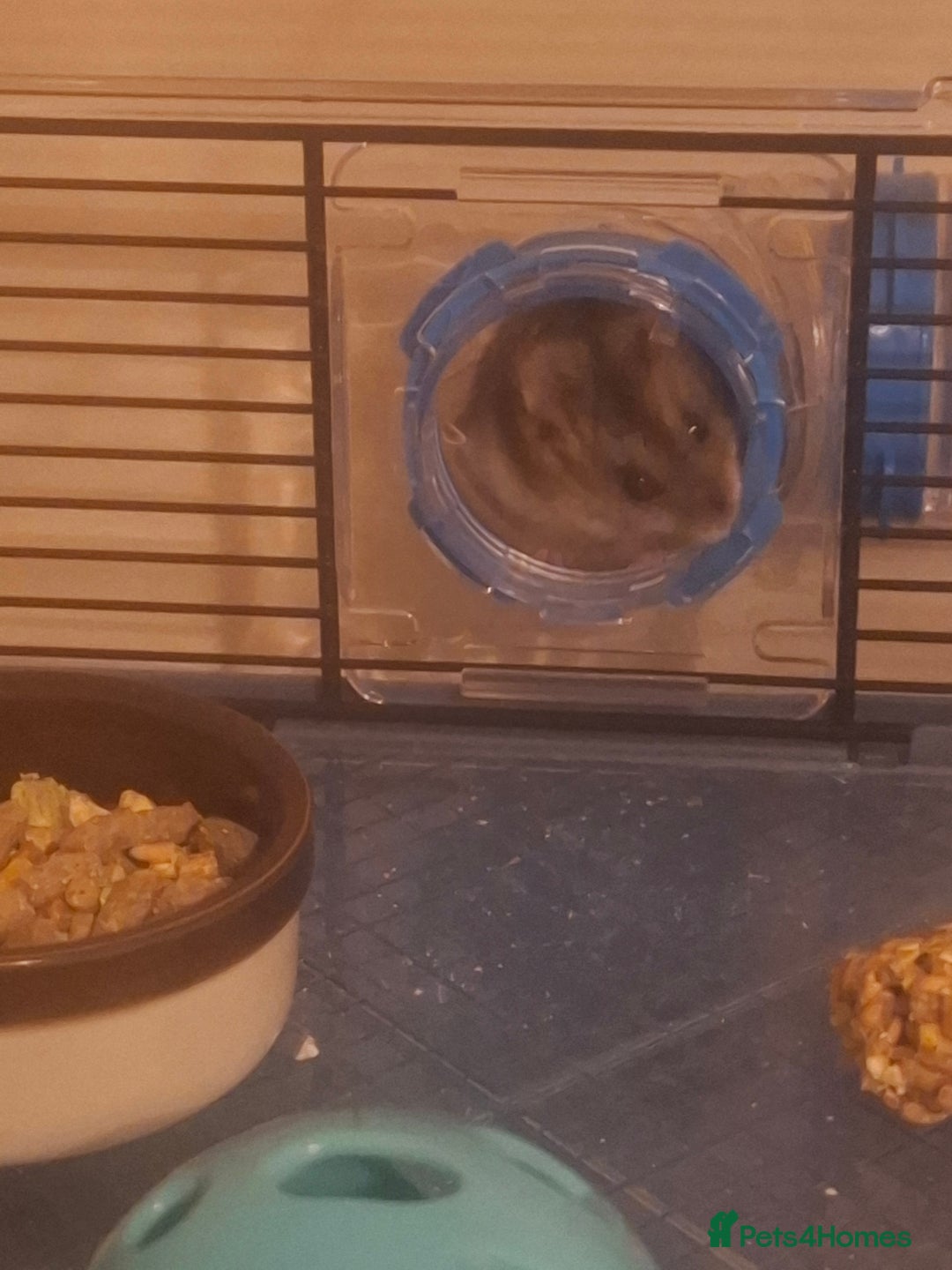 Hamster rodents for sale: Hamster  - Image 8
