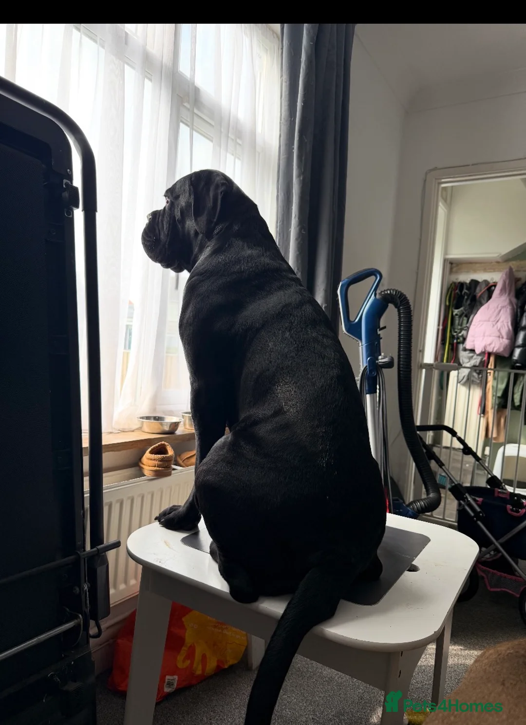 Cane Corso dogs for sale: 23month old female Cane Corso - Advert 2