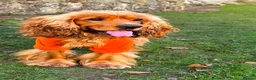Cocker Spaniel dogs for stud: Handsome Cocker Spaniel-Whisky-Available for Stud in Kirkcaldy - Advert 4