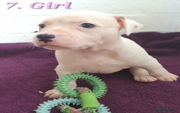 Mixed Breed dogs for sale: English/American Staffy Pups - Image 13