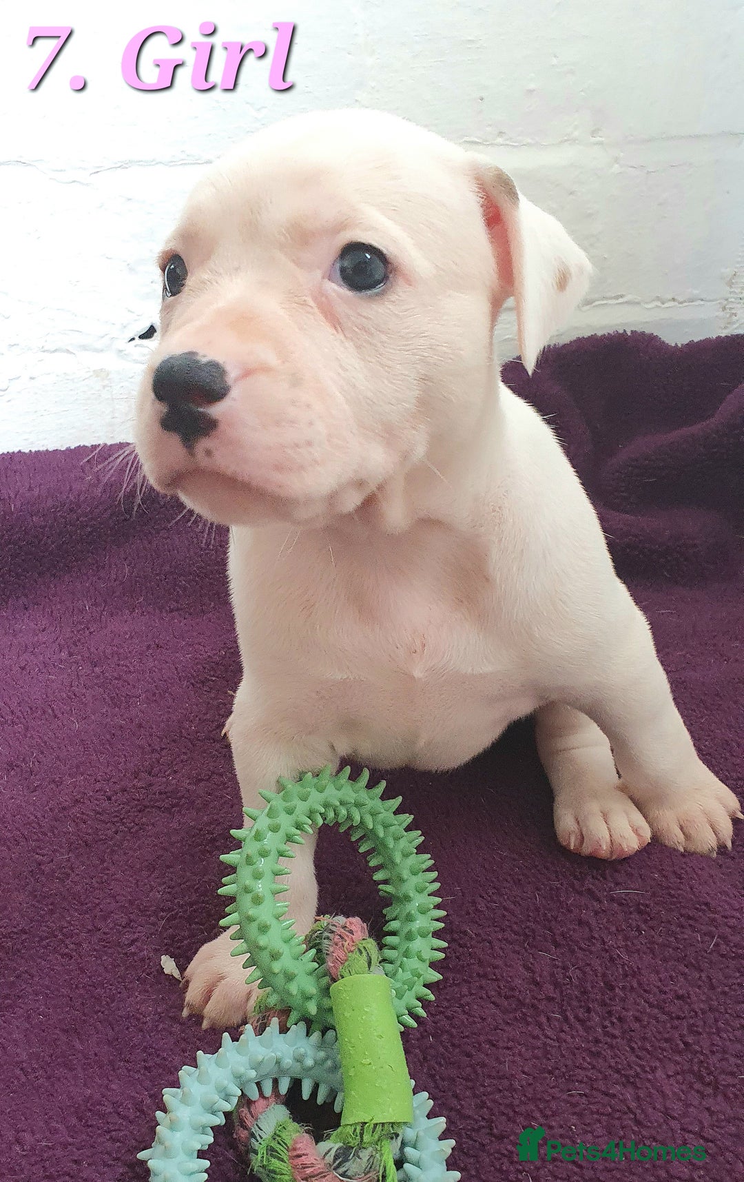 Mixed Breed dogs for sale: English/American Staffy Pups - Image 13