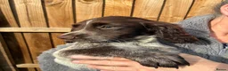 Sprocker dogs for sale: Beautiful boy sprocker spaniels  in Maidstone - Advert 15