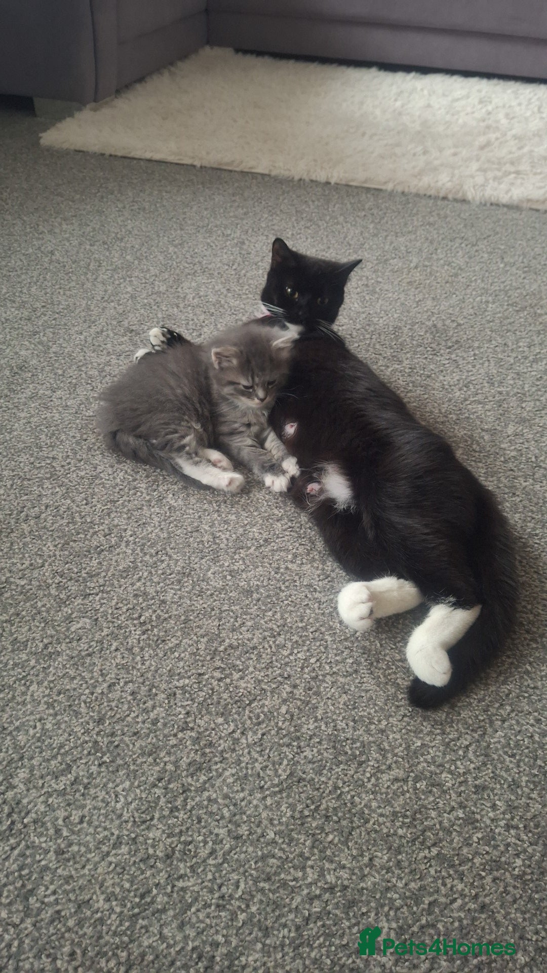 British Shorthair cats for sale: 11 week old female  - Advert 3