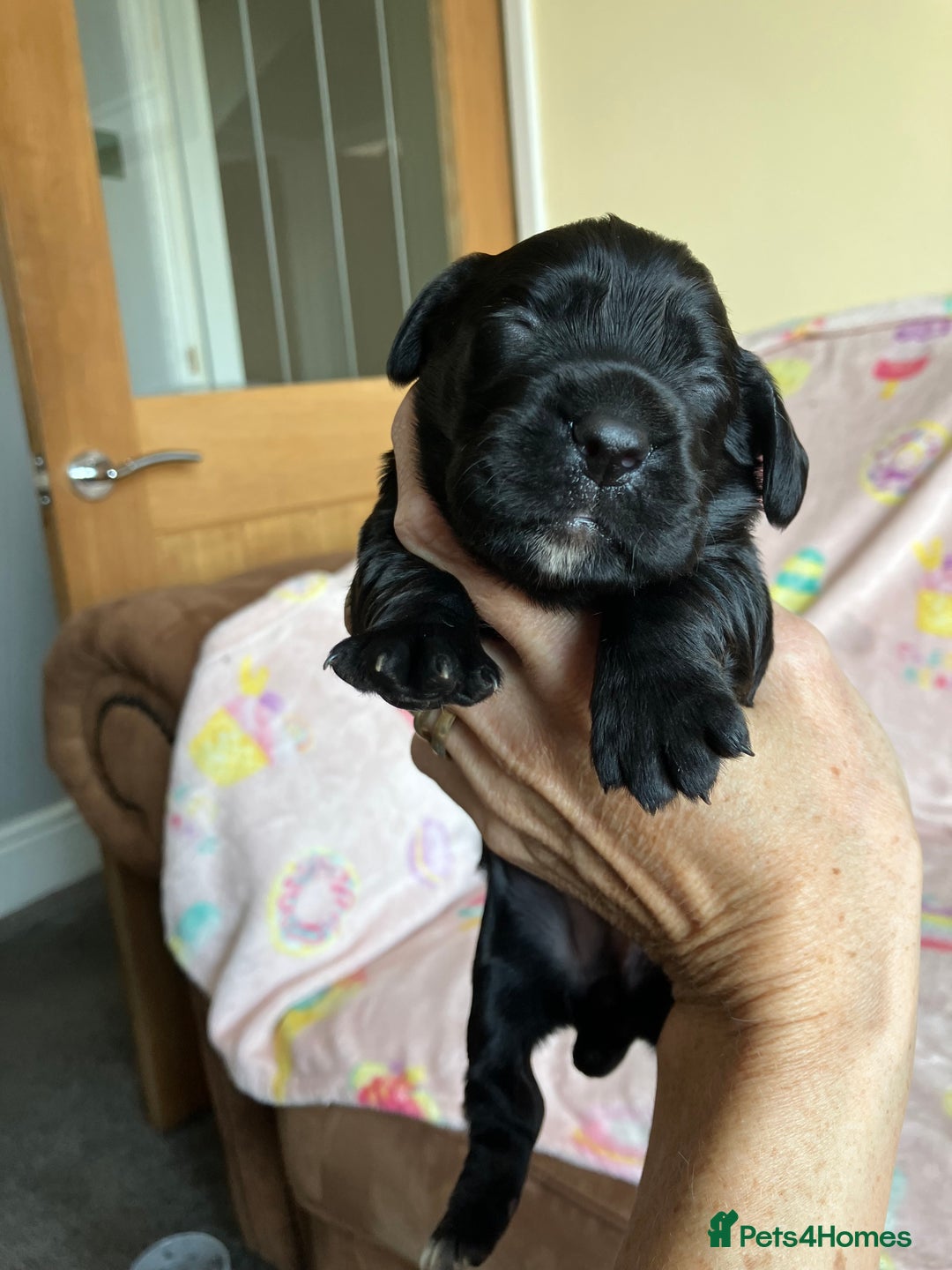 Cocker Spaniel dogs for sale: Last beautiful chocolate cocker pup girl  - Image 7