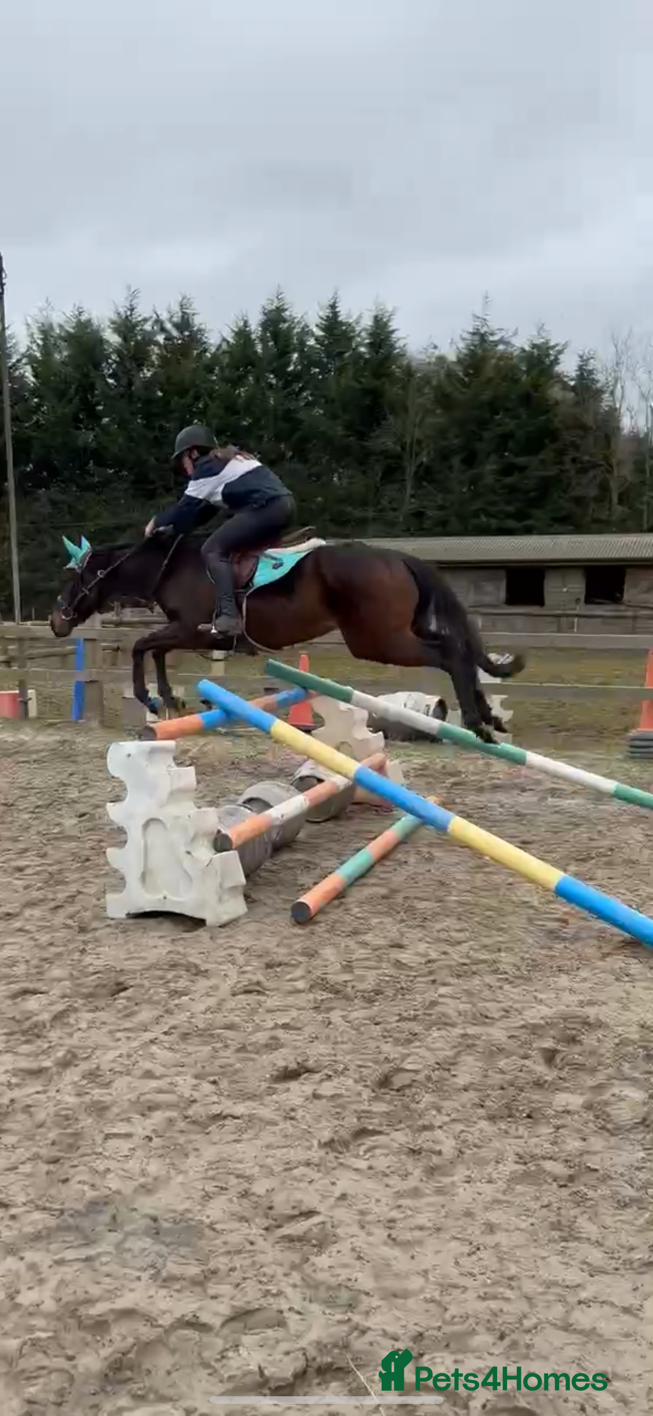 English Thoroughbred horses Super quiet teenager dream horse - Advert 2