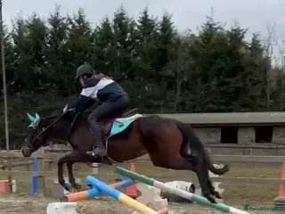 English Thoroughbred horses Super quiet teenager dream horse - Advert 2