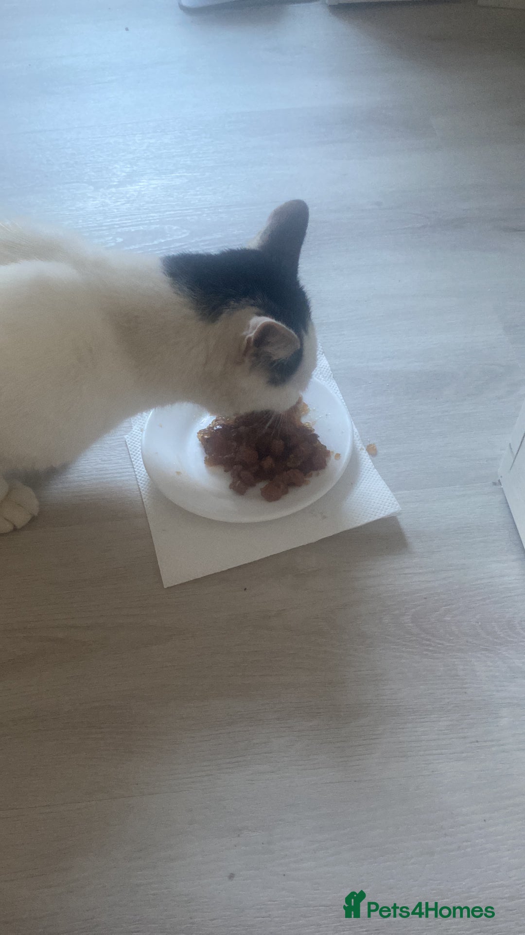 Mixed Breed cats for sale: Gentleman Jack 8 years old - Advert 4