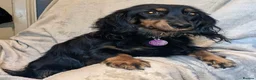 Miniature Dachshund dogs for sale: K.C. Reg. Longhaired Miniature Males - Advert 4